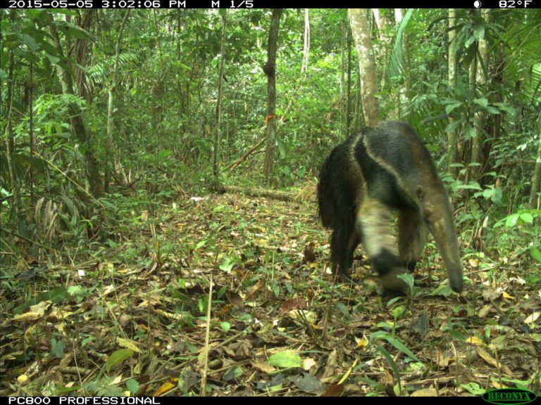 , Home 2, Impressive Suriname Travel N.V.